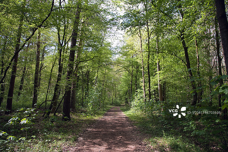 莱茵兰的春季森林小径图片素材