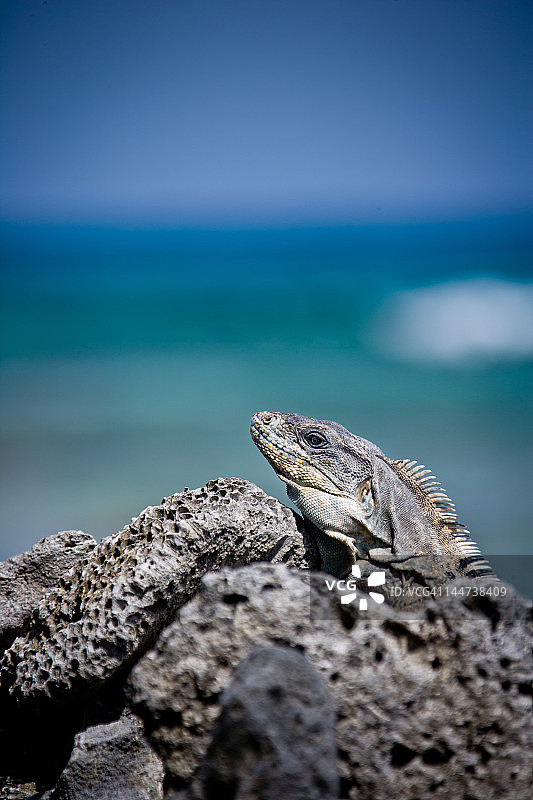 栉龙蜥图片素材