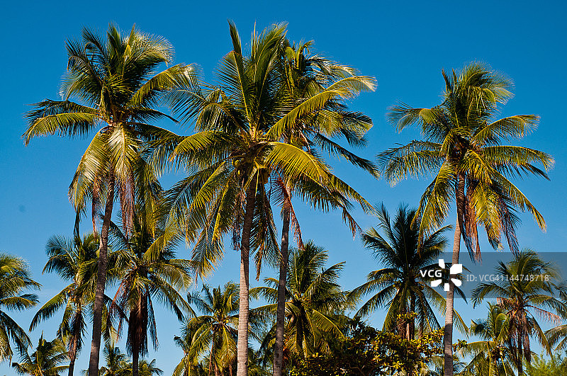 棕榈树图片素材