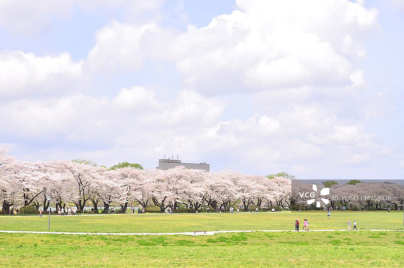盛开的樱花景观图片素材