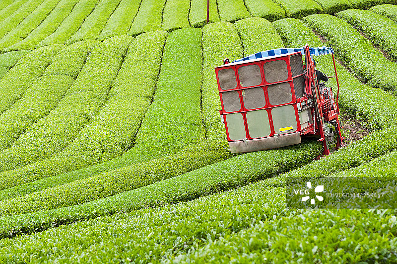 采茶工人图片素材