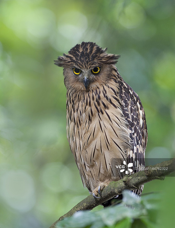 黄腿渔鸮图片素材