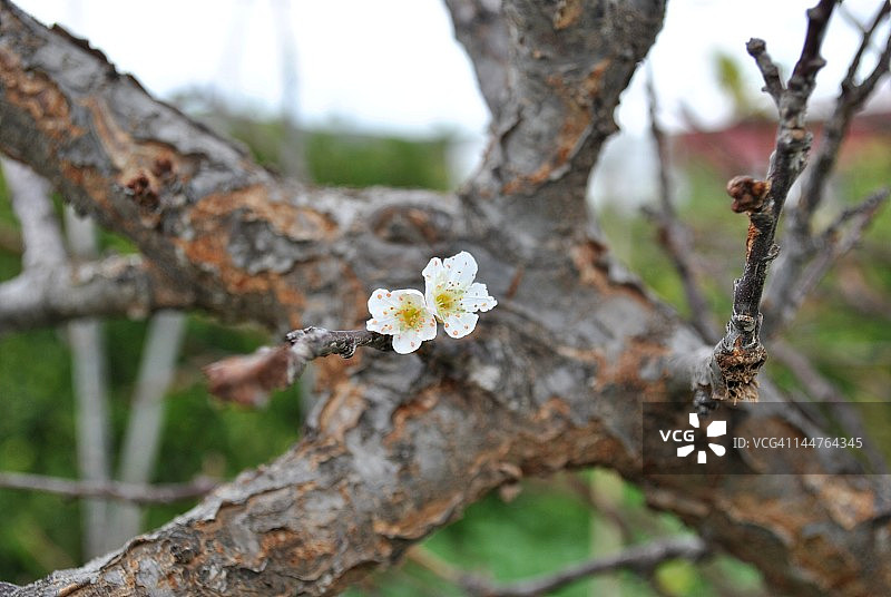 杜拉斯诺图片素材