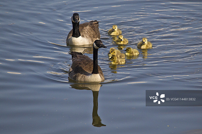 鹅的家庭图片素材