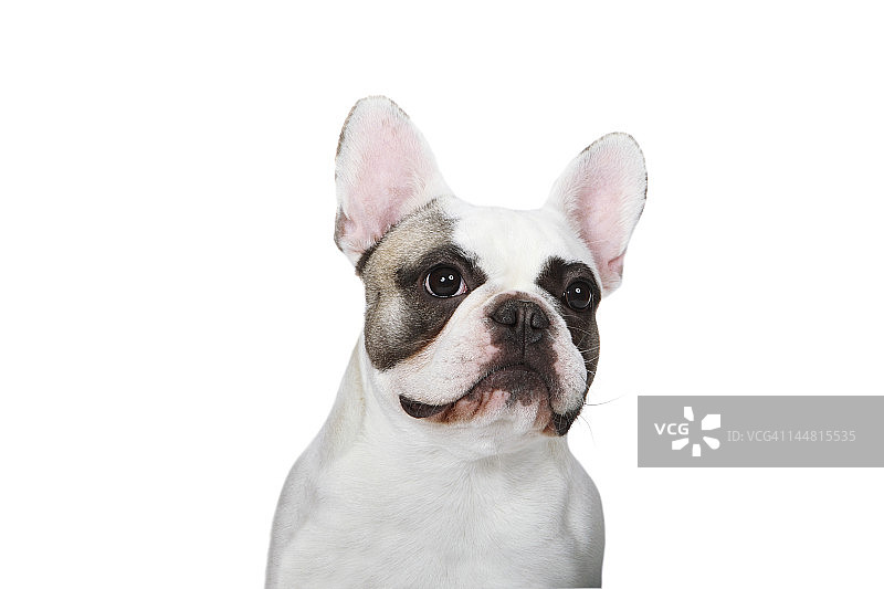 成年法国斗牛犬图片素材