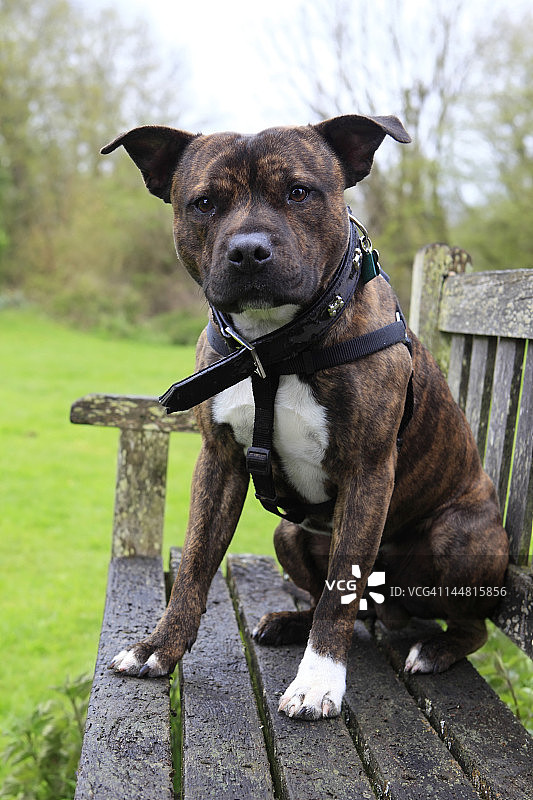 斯塔福德郡梗犬图片素材
