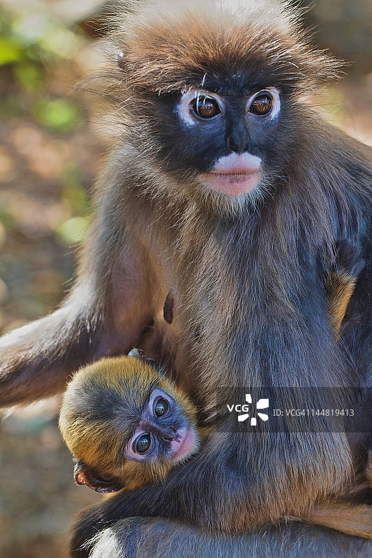 暗色叶猴图片素材
