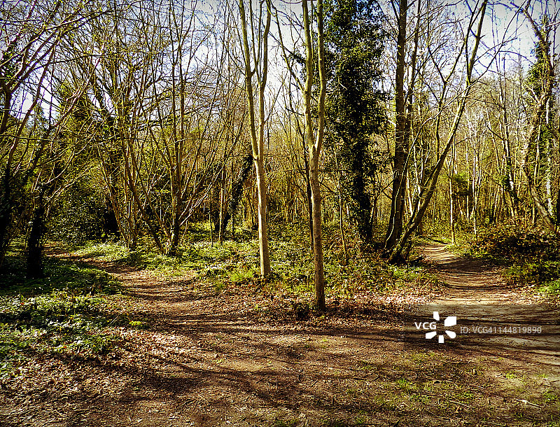 木头小路的分叉图片素材