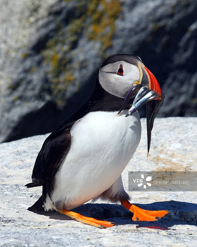 嘴里叼着鱼的大西洋海鹦图片素材