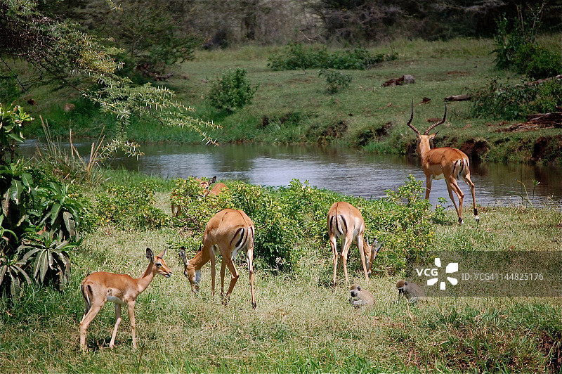 非洲的伊甸园图片素材