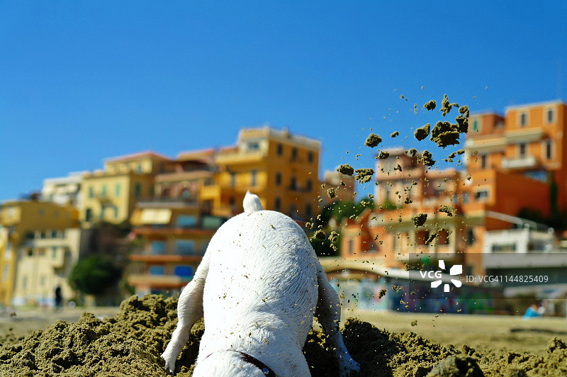 狗狗在沙地里挖坑图片素材