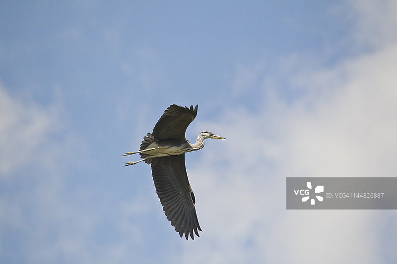 飞行中的苍鹭图片素材