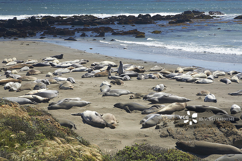 在海滩上晒日光浴的象海豹图片素材