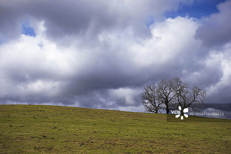 多云天空下田野里的枯树图片素材