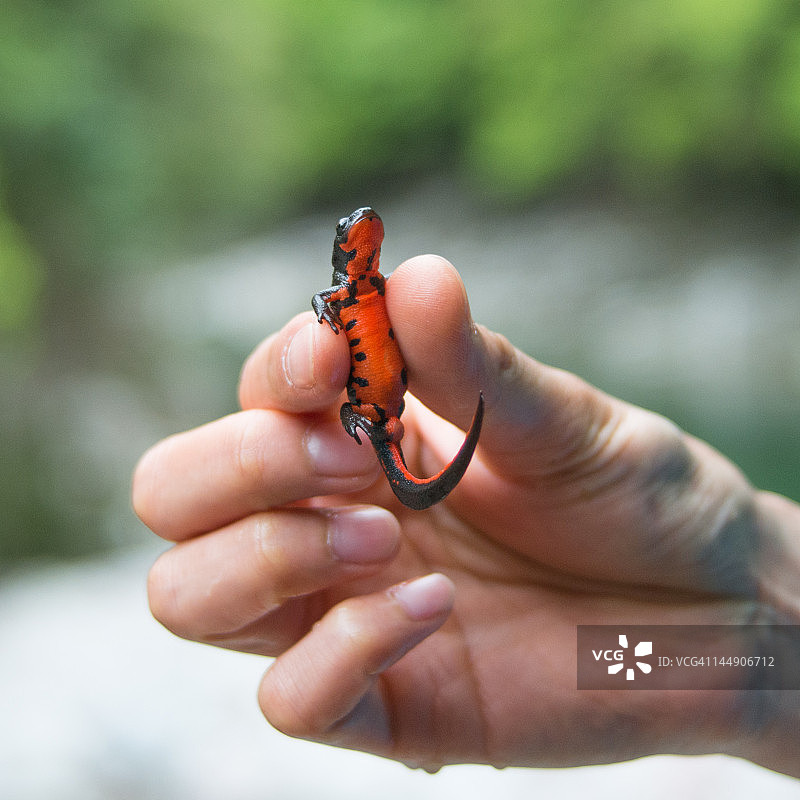 手持野生日本红腹蝾螈图片素材