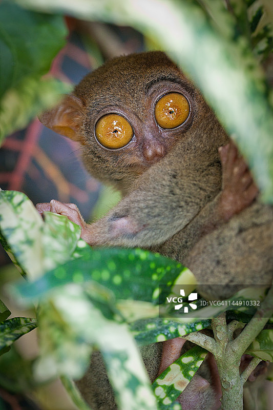 菲律宾眼镜猴图片素材
