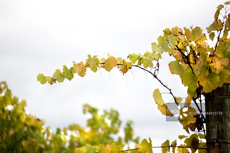 秋季葡萄藤图片素材