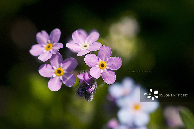 后院里的婴儿图片素材