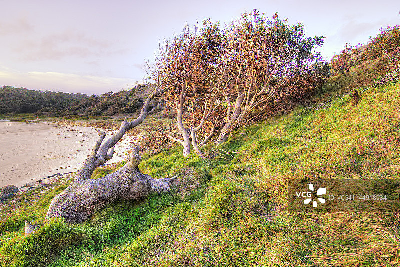 躺着的树木图片素材