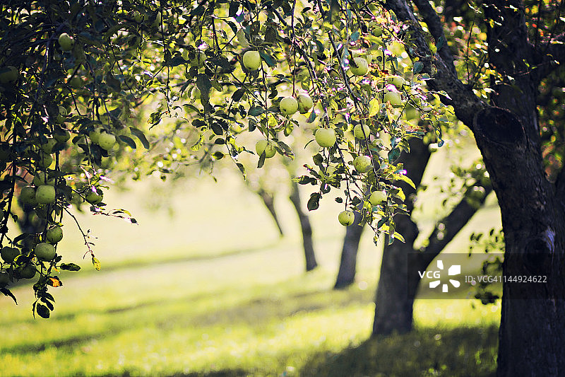 苹果园图片素材