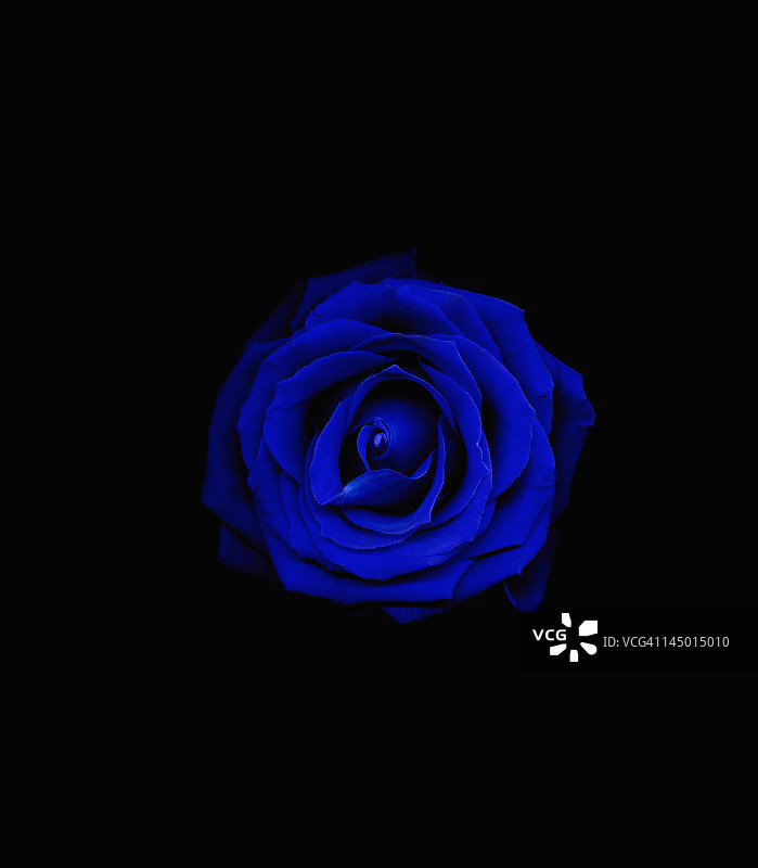 黑色背景上的蓝色玫瑰（玫瑰属）图片素材