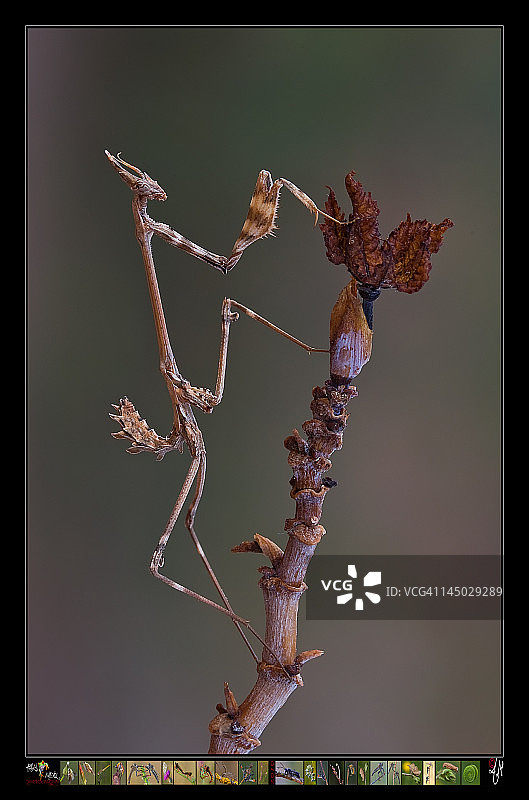 评论和收藏图片素材