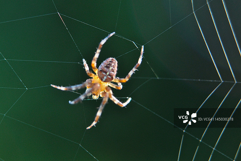 旋转的蜘蛛网图片素材