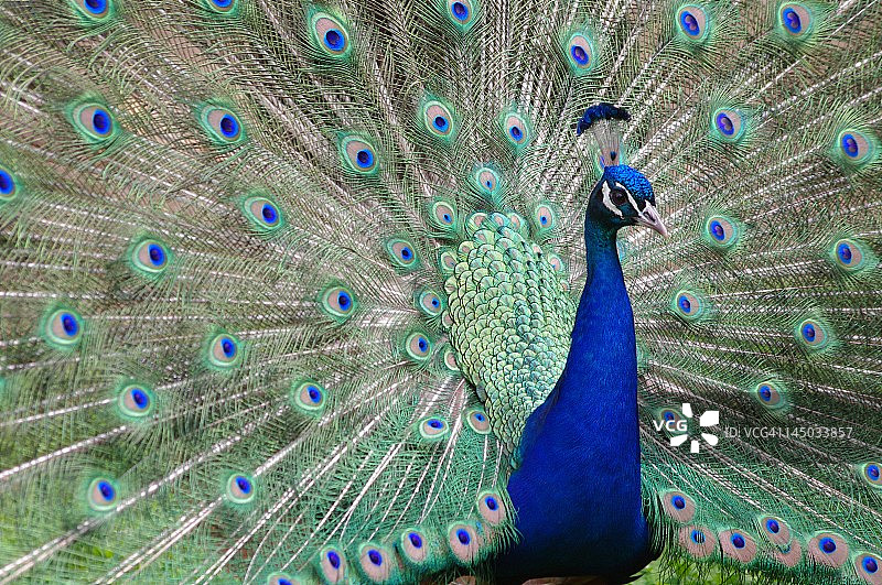 孔雀炫耀图片素材