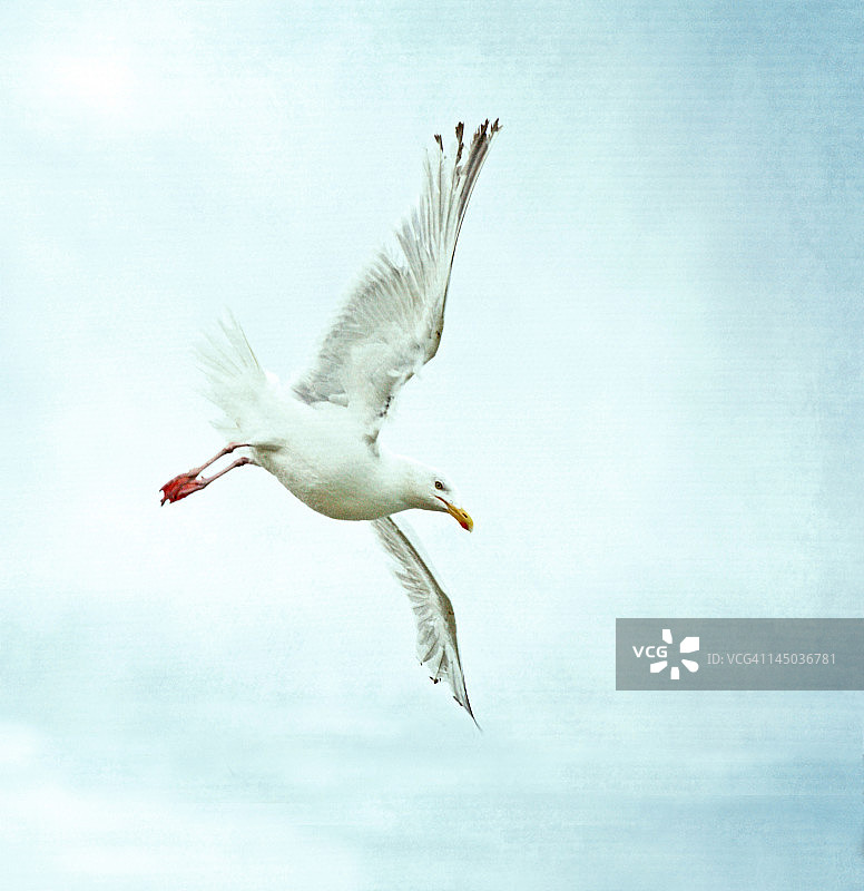 海鸥在飞图片素材