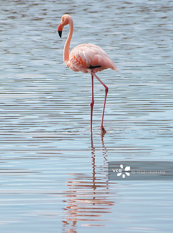 水中倒影火烈鸟图片素材