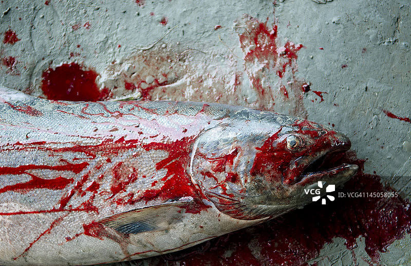 最近捕获的阿拉斯加帝王鲑鱼，位于阿拉斯加州安克雷奇的河边图片素材