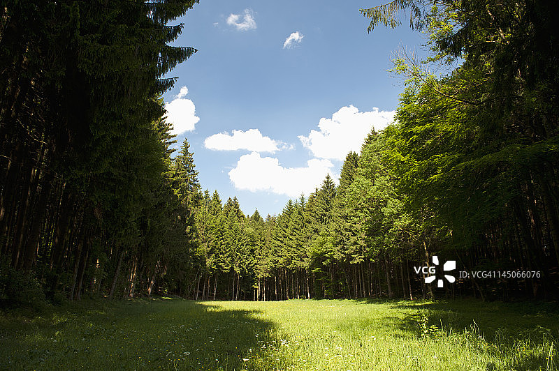 德国沃尔夫拉茨豪森的松树林中的空地图片素材
