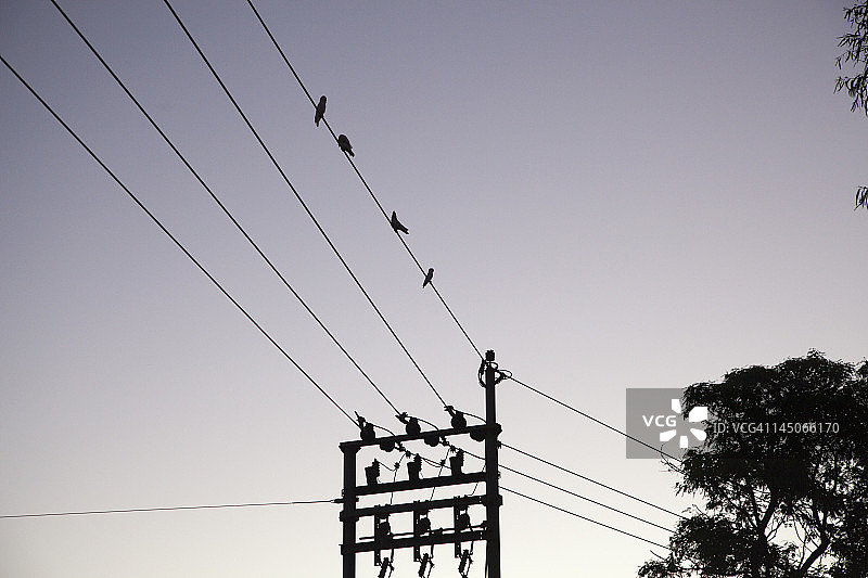电线上四只鸟的低角度视图图片素材