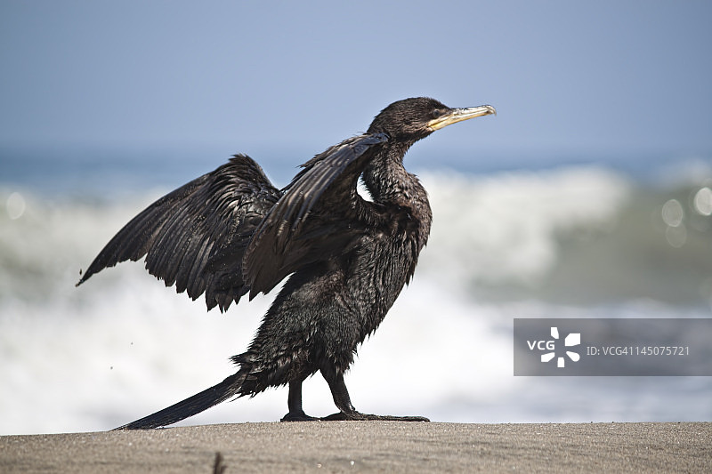 秘鲁利马海滩上的黑色鸬鹚图片素材
