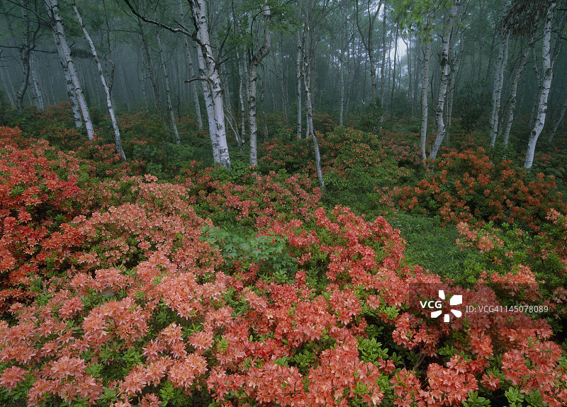 日本岩手县久慈市平庭高原的日本皋月杜鹃图片素材