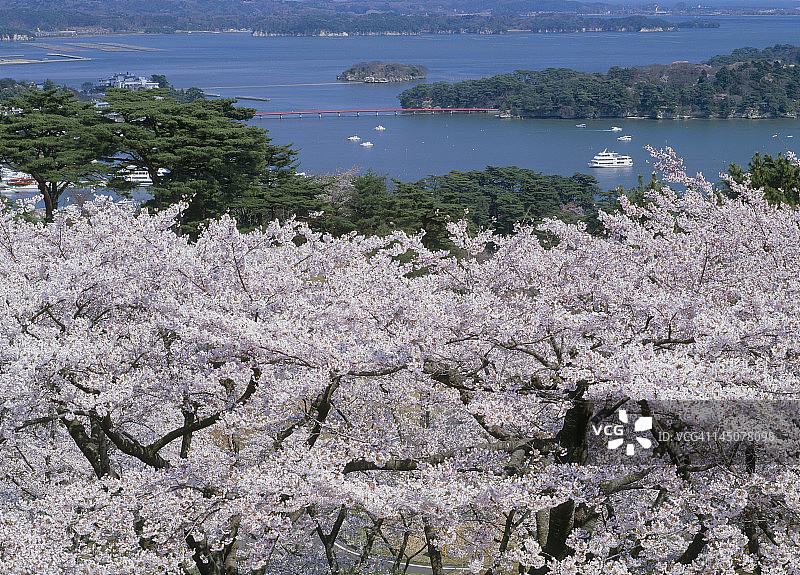 日本宫城县松岛湾的樱花图片素材