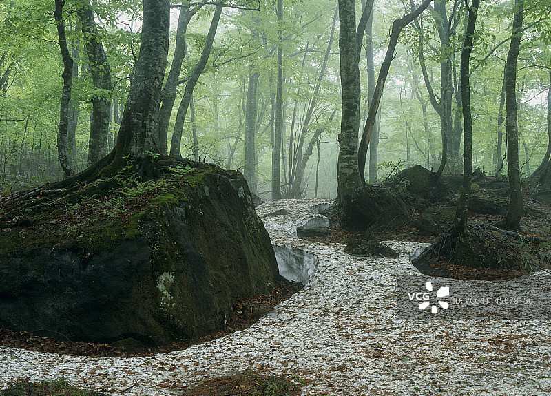 白上三池山毛榉林，和田，青森，日本图片素材