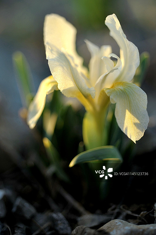 野生白色矮鸢尾花图片素材