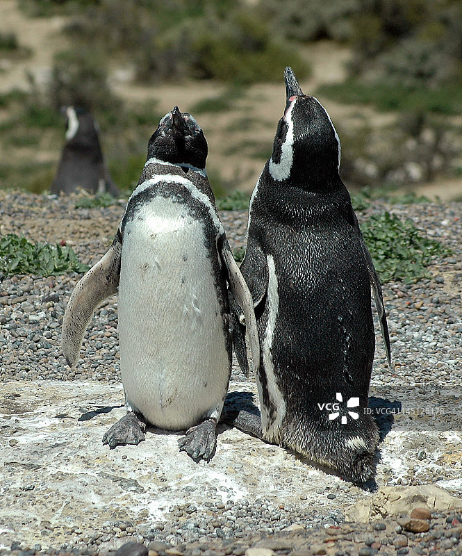 麦哲伦企鹅图片素材