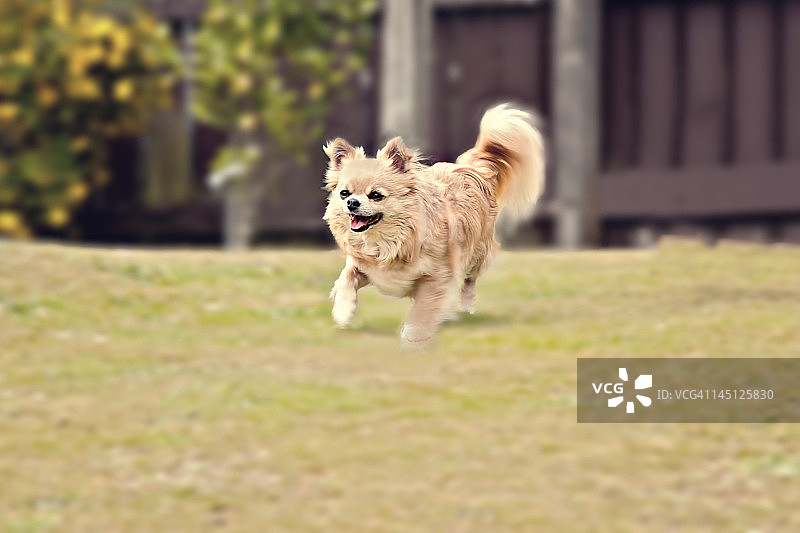 快乐的吉娃娃犬在院子里玩耍图片素材