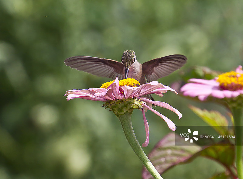花上的蜂鸟图片素材