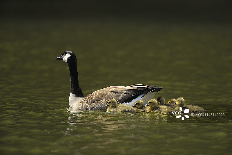 黑额黑雁图片素材