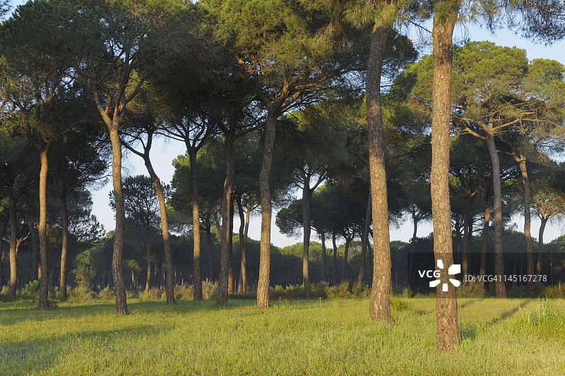 欧洲西班牙安达卢西亚多尼亚纳国家公园的松树林景观图片素材
