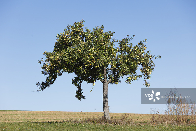 德国巴伐利亚州苹果树景色图片素材