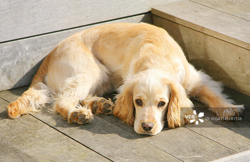 眼神忧郁的西班牙猎犬图片素材