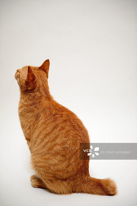 日本短尾猫图片素材