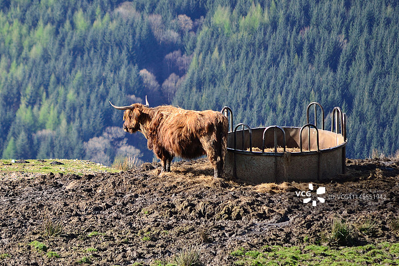 山坡上的高地母牛图片素材