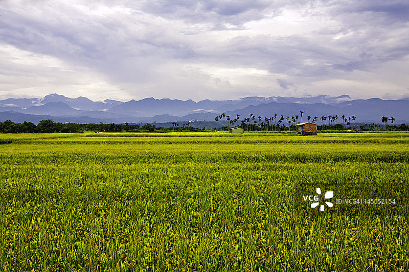 乡村稻田图片素材