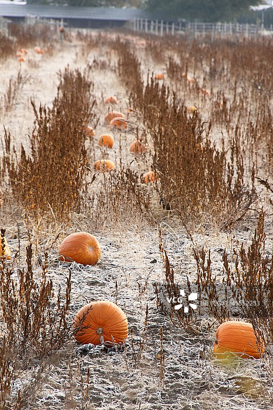 南瓜地的霜景图片素材