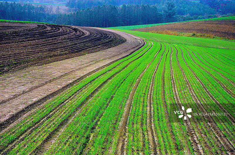 日本北海道的绿色小径图片素材